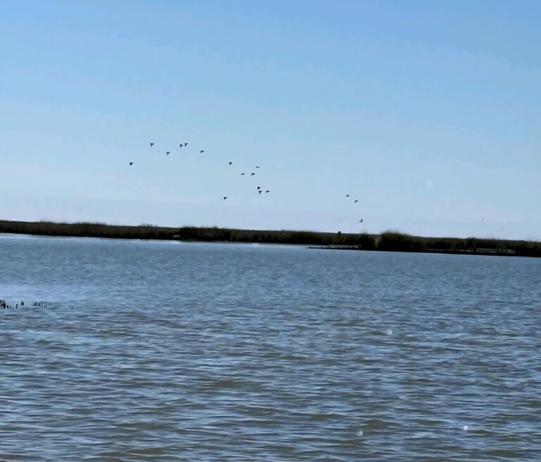 10-Grand Chenier Duck Hunt - Hero Hunts.