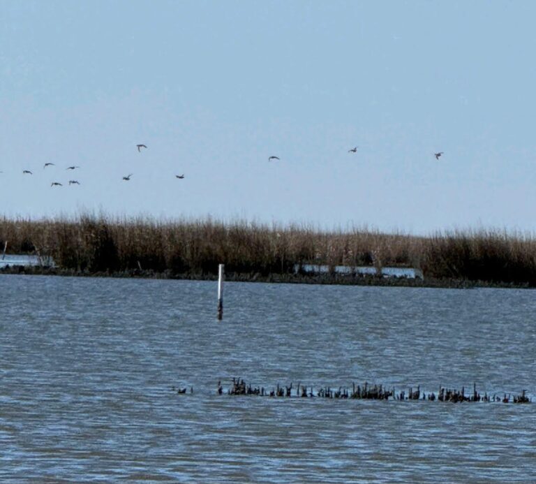 8-Grand Chenier Duck Hunt - Hero Hunts.