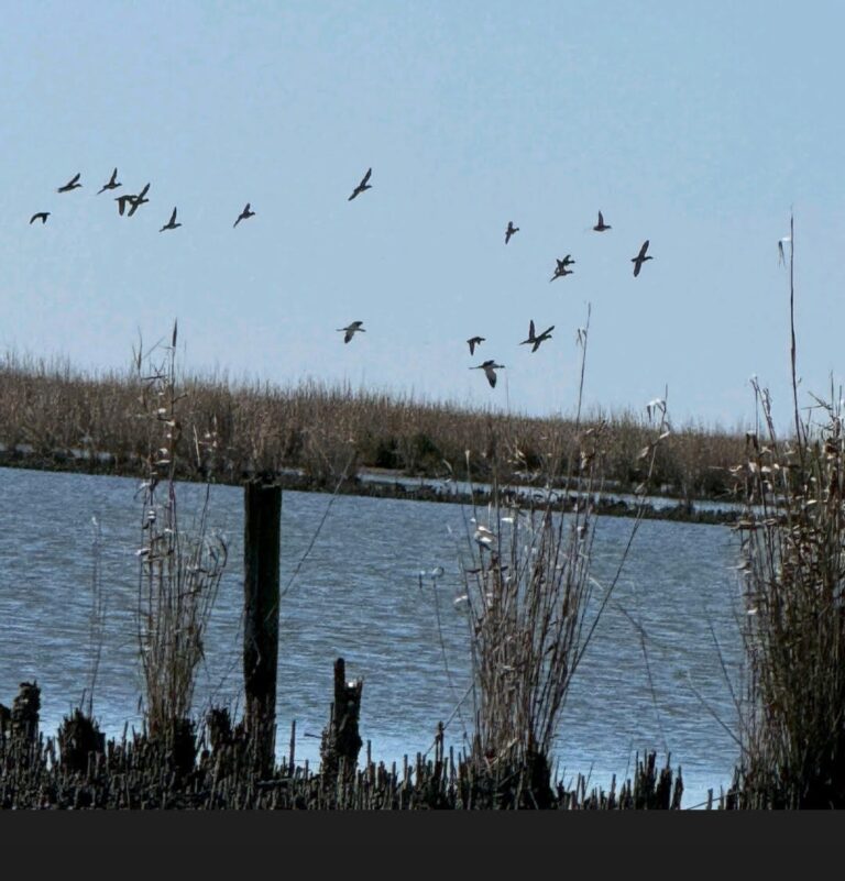 9-Grand Chenier Duck Hunt - Hero Hunts.