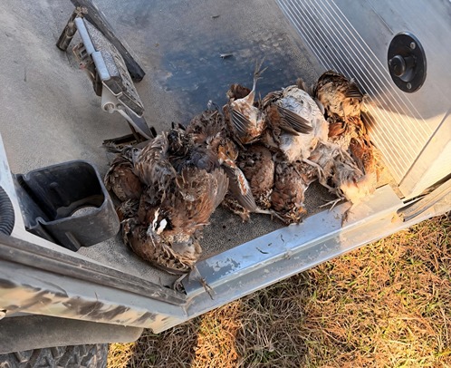 2026-02-22 Dry Creek Hero Hunts Veteran Quail Hunt 3